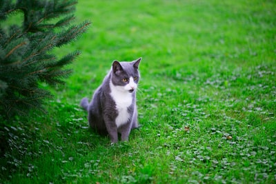 灰白相间的猫坐在绿叶植物旁